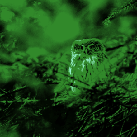 Night Vision